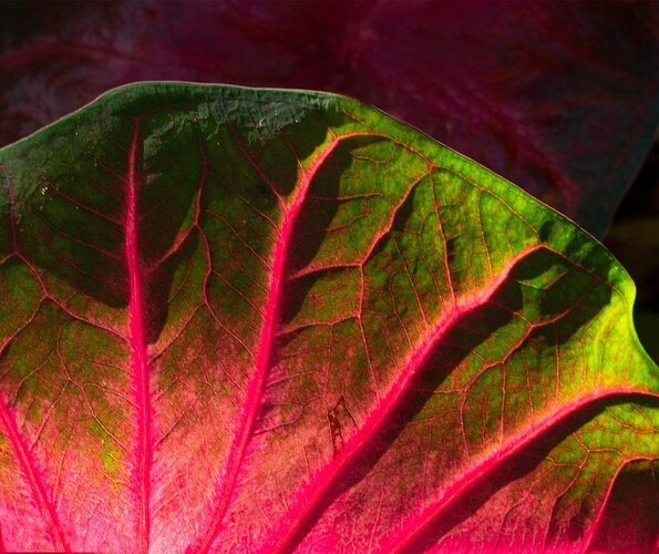 leaf-071320_0065-revised