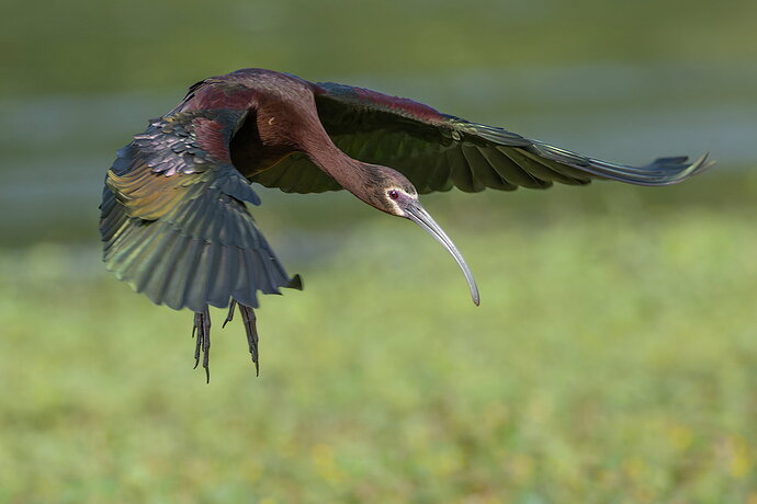 White-faced Ibis 2.jpg