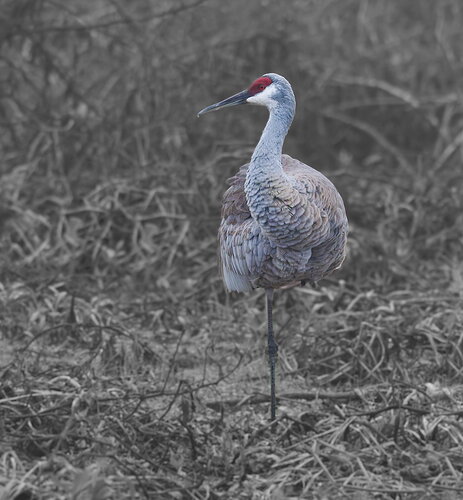 DSC_7023_DxO-2