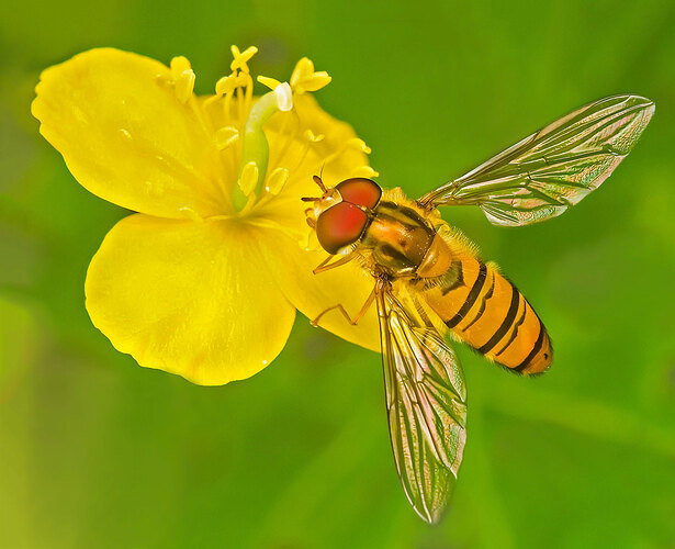 Revision 1 - Hoverfly-revision.jpg