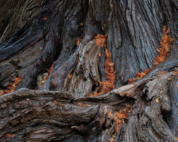 baldcypressroots-DSC_5883-v2