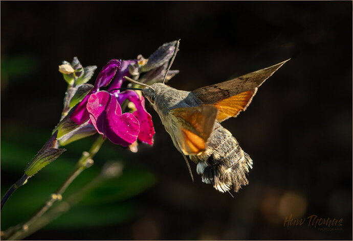 Revision 1 - hawkmoth-v4-DSC04807 Topaz Gigapixel 2x scale.jpg