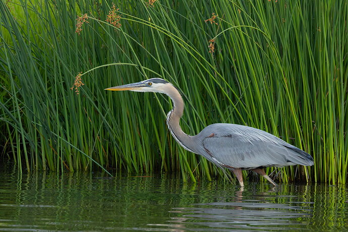 Great Blue Heron 64.jpg