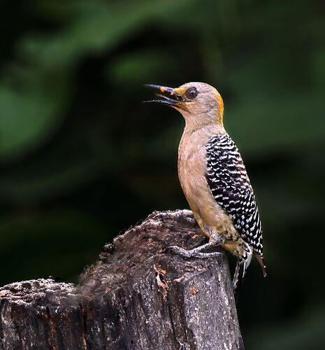 hoffman's woodpecker copy finally jpeg copy.jpg