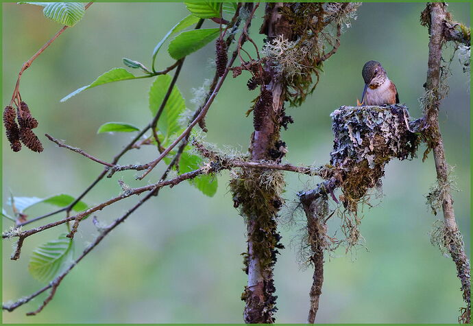 -20250424-_SA15599-Hummingbird nest-DxO_DeepPRIME 3-Edit.jpg