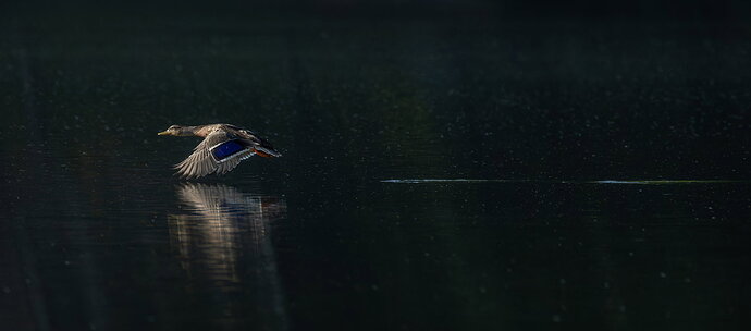 Original - Mallard 13.jpg