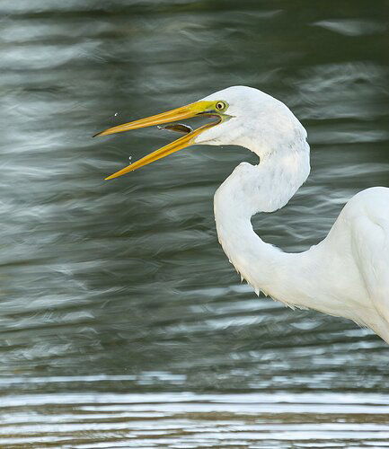 Great Egret 45.jpg