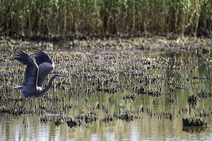 Heron 1.jpg