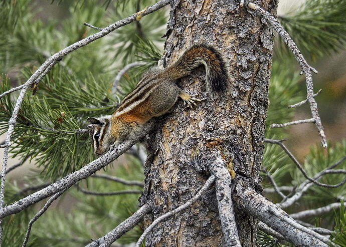 Chipmunk Camo.jpg