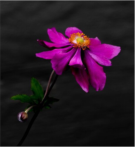 Japanese Anemone