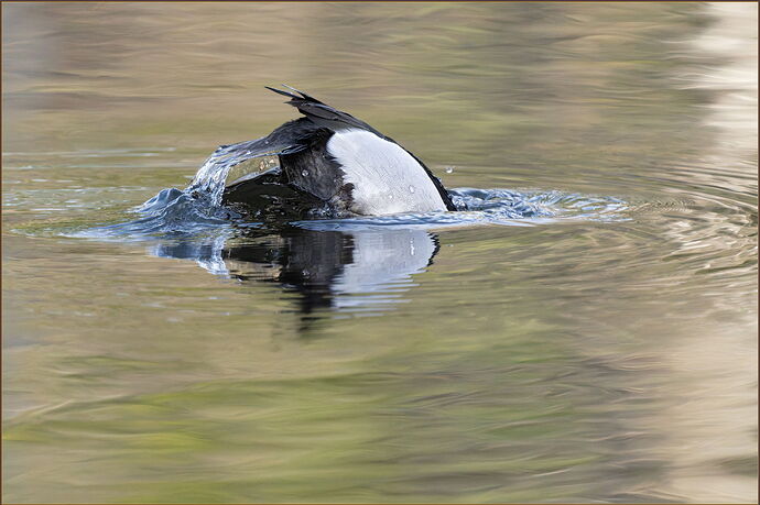 -20260206-_SA16762-McLane Creek-DxO_DeepPRIME 3-Edit