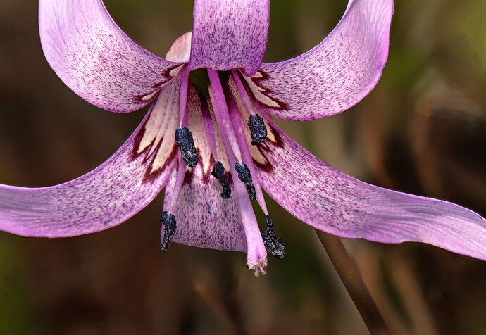 Asian Fawnlily