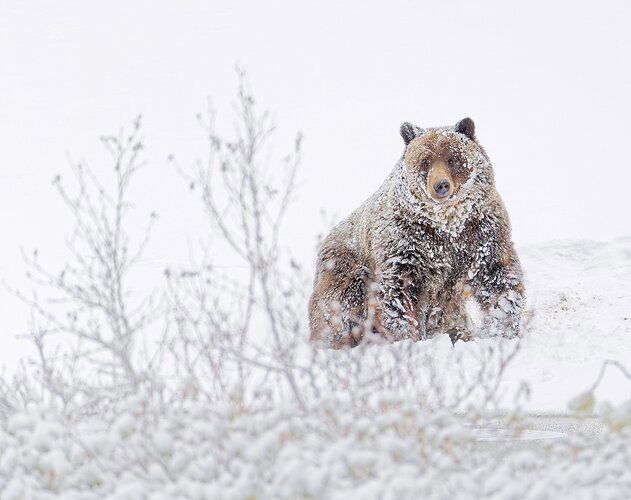 Grizzly Bear After a Snow Bath