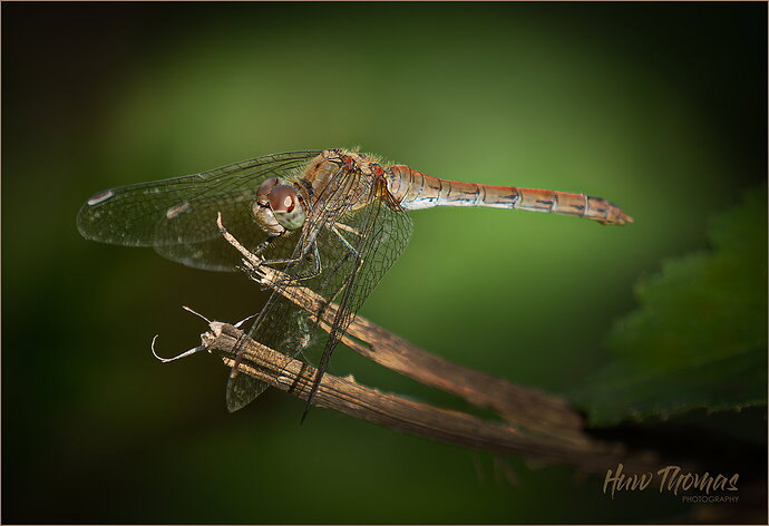 Original - red drter DSC05100-Edit-Edit.jpg