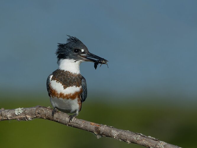Belted Kingfisher 46.jpg