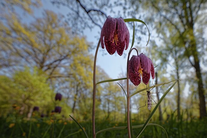 NPN_Fritillary.jpg