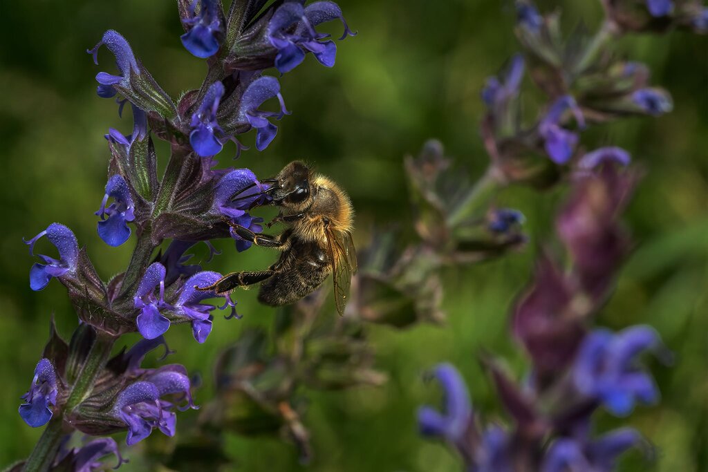 Busy as a bee Macro/Closeup Critiques Nature Photographers Network