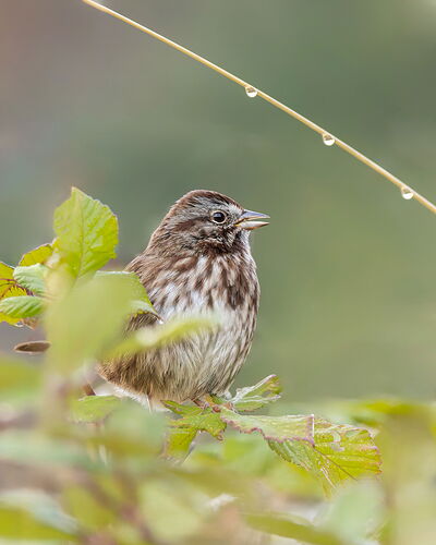 20241104-Song Sparrow-CR3-Edit.jpg