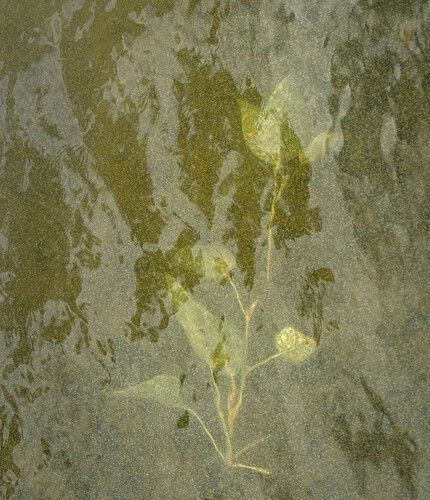 Nature- Drowning plant-2-DM