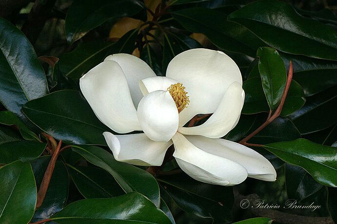 Southern Magnolia