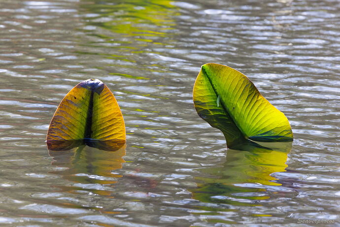 Spatterdock Emerging.jpg