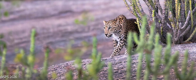Leopard (on prawl).jpg