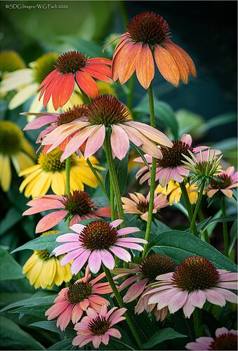 Coneflower-Corner-33245A77IIXXXL