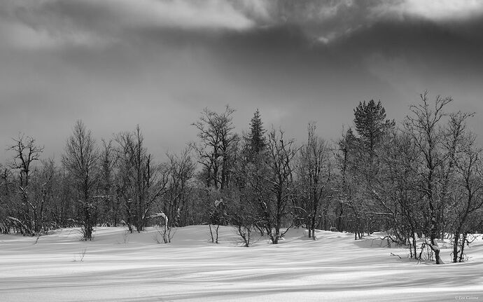 LeoCatana_Edge of the Forest(6)