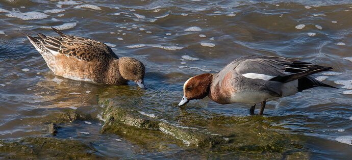 Mrs and Mr Eurasian Wigeon