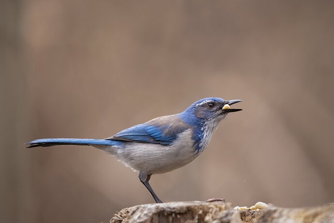 Scrub Jay