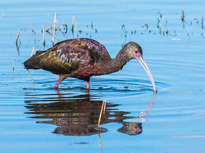 IBIS.jpg