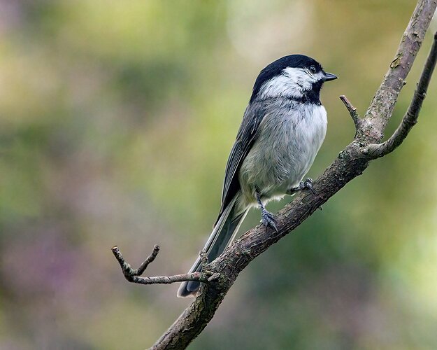 Carolina Chickadee