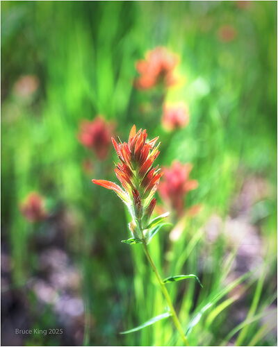 _DSC1232_1247_Oak Creek_Indian Paintbrush_2048px.jpg
