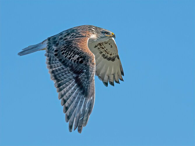 Ferruginous Pal