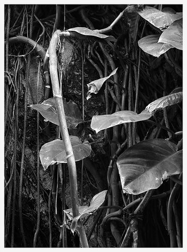 Lawai Philodendron X72A3172.jpg