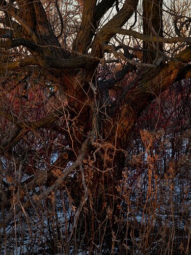 Winter sunset