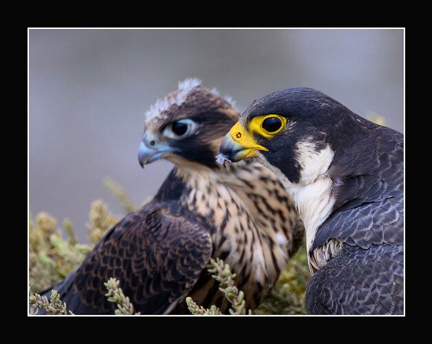 Peregrine Profiles