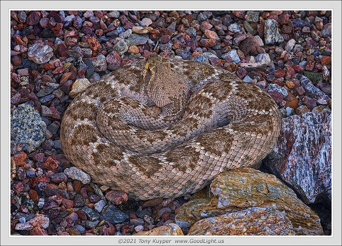 Rattlesnake