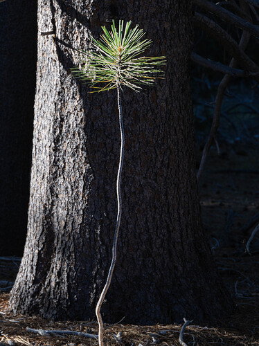 Original - LakeTahoe2026-70.jpg
