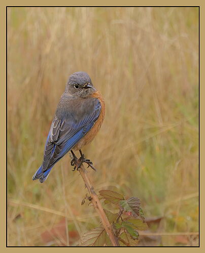 Western Bluebird2-NPN.jpg