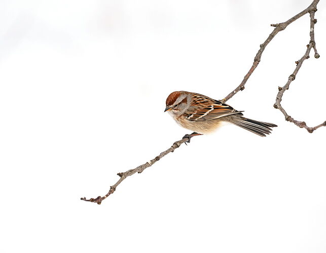 TreeSparrowSnow.jpg