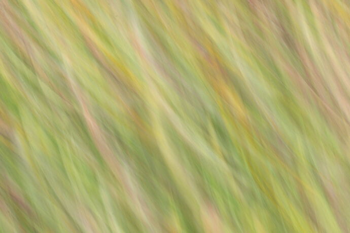 ICM - Tulip 3