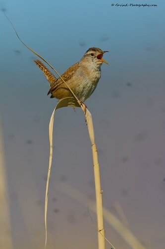 Marsh-Wren-2