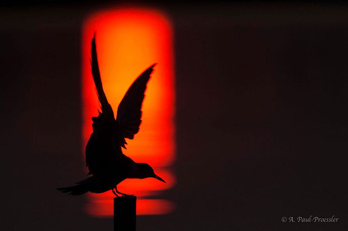 cat2_ tern in front of sun reflexion-watermarked.jpg