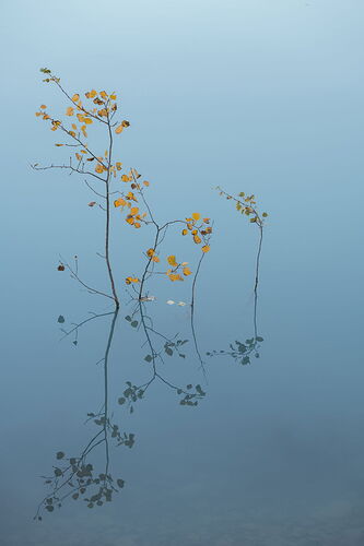 Viktoria-Haack-aspens-in-water-canadian-rockies-