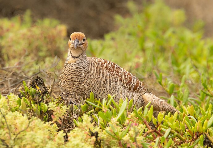 Gray Francolin-NPN.jpg