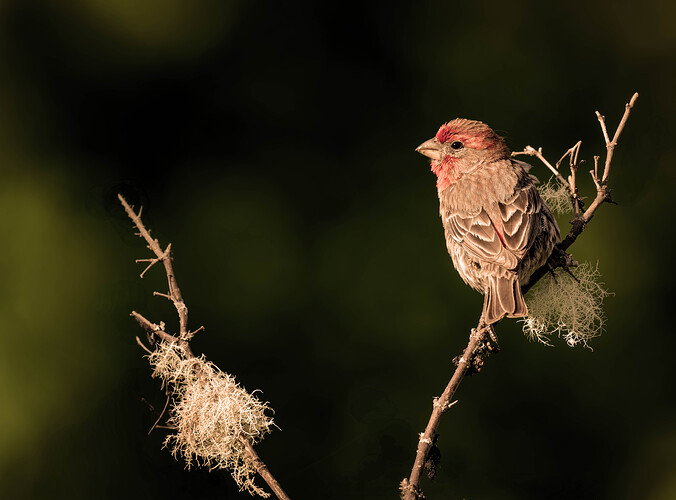 Original - house finch 2026 a-DxO_DeepPRIME XD3-Edit.jpg