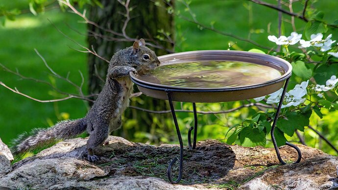 All That Birdseed Is Makin' Me Thirsty!