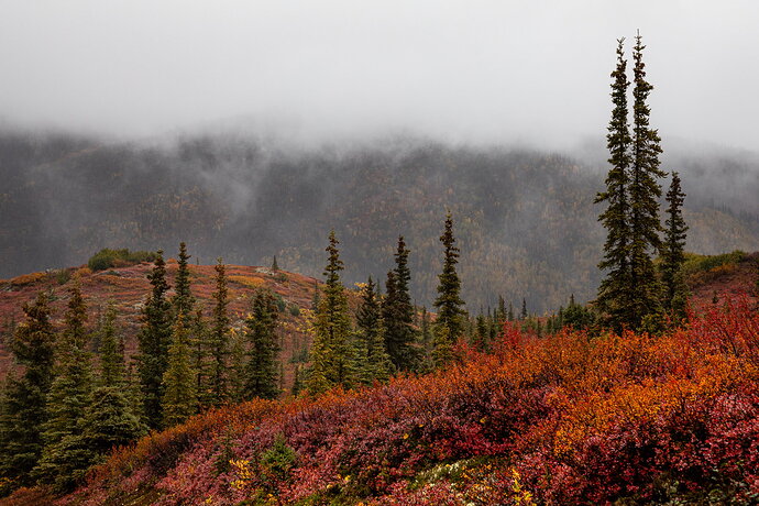 Revision 2 - IMG5DMarkIV_1472NPN3MB-NPN3Meg-3.jpg