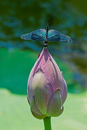 Butterfly Dragonfly.jpg